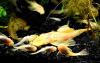 Gold-/  Albinowels (Versand/  Abholung)