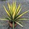 Agave winterhart,  Yucca winterhart,  Palme winterhart
