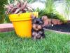 Süße Yorkshire Terrier /  Yorkie-Welpen zu verkaufen