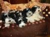 bichon havaneser welpen mit Staummbaum