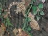 Erhältlich 9 verschiedene Tokay Geckos Morphs zum Verkauf