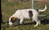 Loupie sucht ein passendes Zuhause