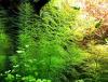 Guyana Tausendblatt,  Aquarienpflanze,  Versand/  Abholung
