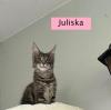 Maine Coon Kitten mit Schmuseabitur und Papieren
