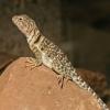 Halsbandleguan mit terrarium