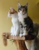 Wunderschöne Maine Coon Babys abzugeben!