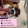 Theoden (m),  9 Jahre,  85 cm,  Slowakei