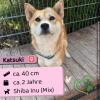 Katsuki - schüchtern aber freundlich