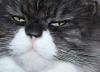 Softskills: Auch das noch - Weltrekord: Kater Merlin schnurrt am lautesten!! 