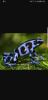 Diverse Nachzuchten verschiedener Dendrobaten Dendrobates Pfeilgiftfrösche Frösc