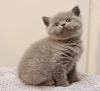 BKH/ Britisch Langhaar Kitten