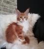 Maine Coon Mädchen mit Stammbaum sucht ab 06.09.2023 ..