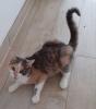 Coco – Glückskatze sucht dringend glückliches Zuhause! (aus dem Tierschutz /  gec