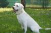 JUNA - weiblich  1 Jahr  54 cm  26 kg  Labrador Retriever reinrassig  Gechipt