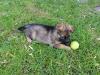 Schäferhund welpen 