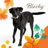 Blacky - lieber,  aktiver Familienhund