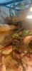 Pantherophis guttatus wild Farben