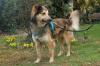 JOVI - Collie-Mix - 3 Jahre - Tierhilfe-Franken e.V.