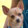 MADITA - Chihuahua - 10 Monate - Tierhilfe-Franken e.V.