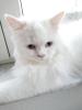Traumhaft schöner schneeweißer Perserkater mit Nase