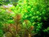 Quirlblättriges Perlenkraut,  Aquarienpflanzen,  Versand