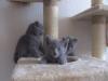 Reinrassige Kartäuser /  Chartreux Kitten