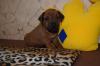 Pfiffiger Rhodesian Ridgeback Rüde sucht....