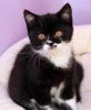 BKH Kitten 2 Kater & 1 Katze,  4 Monate alt mit Stammbaum