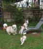 Welpe Kleinhund Biewer Yorkshire,  Malteser,  Chihuahua,  Shihtzu