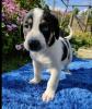 Milka sucht ein passendes Zuhause