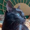 POLLY und EMI - europäische Kurzhaarkatze - 10 Jahre - Tierhilfe-Franken e.V.