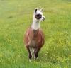 Suche Wechselweide/  Winterquartier für Lamas