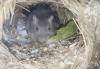 2 Gerbil Böcke/ Rennmäsue in wild und blau