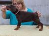 Dobermann,  schwarze und braune Welpen mit Ahnentafel (FCI)