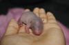 Gambia - Riesen Hamsterratten - https:/  /  gambiaratten-freunde.icu - Information