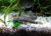 Ancistrus spec.,  brauner Antennenwels (Versand/  Abholung)