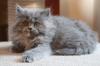 THEY ARE,  THE BLACK British Longhair