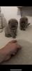 2 Scottish Fold BKH mix Kitten zu verkaufen