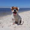 Schöne Jack Russell welpen