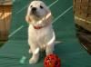 Wunderschöne Golden Retriever Welpen suchen noch ihre Familien