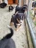 Welpen Appenzeller Sennenhund 
