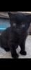 Katzen Kitten Kätzchen 12 Wochen alt abzugeben