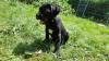 Schweiz/ Zürich: Cane Corso Welpen Mia & King suchen einen schönen Lebensplatz
