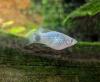 Platys silberblau und orange