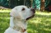 JUNA - weiblich  1 Jahr  54 cm  26 kg  Labrador Retriever reinrassig  Gechipt