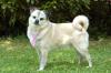 FITZ - Mops-Mix - 10 Jahre - Tierhilfe-Franken e.V.