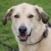 ZIMTSCHNECKE - Kangal-Mix - 4 Jahre - Tierhilfe-Franken e.V.