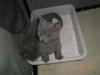 Chartreux-Kartäuser-Katzen mit Stammbaum