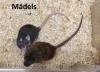 Süsse Ratten Kinder,  Mädels und Jungs auch in Dumbo und Rex