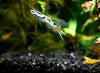 Wildendler,  Guppy,  reinerbig,  Versand